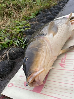 コイの釣果