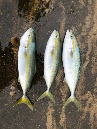 イナダの釣果