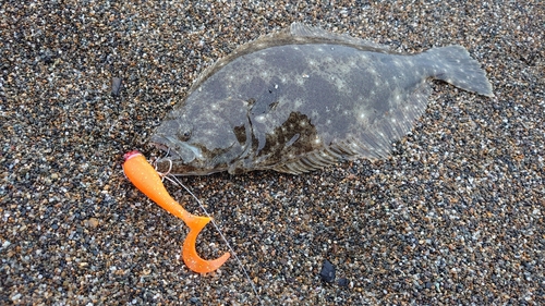 ソゲの釣果