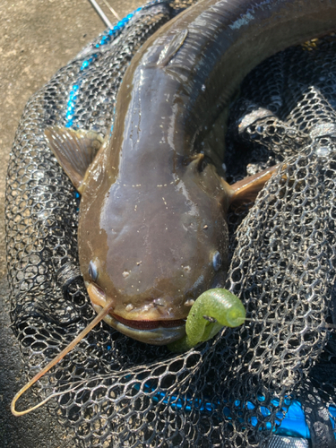 ナマズの釣果