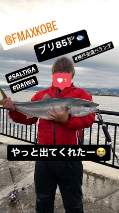 ブリの釣果