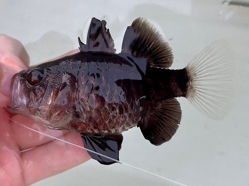 クロイシモチの釣果