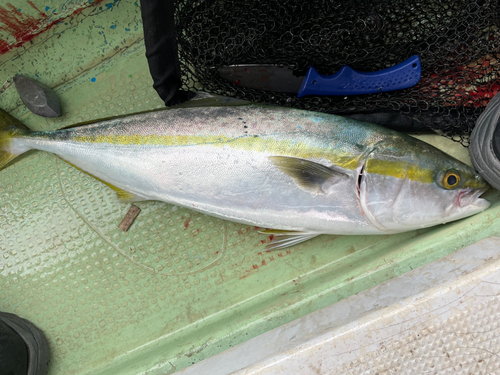 メジロの釣果