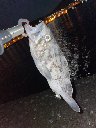 クロソイの釣果