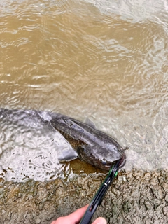 ナマズの釣果