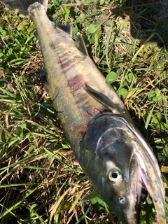 アキアジの釣果