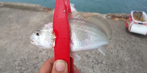 イシモチの釣果