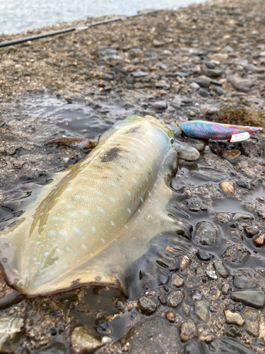 アオリイカの釣果