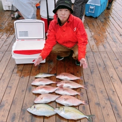 マダイの釣果