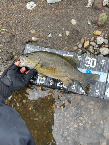 スモールマウスバスの釣果