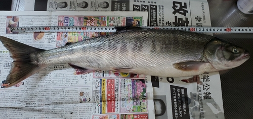 サケの釣果