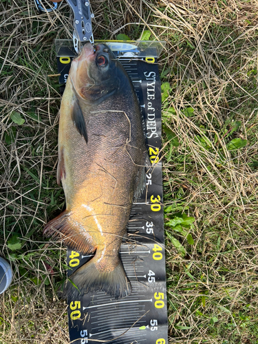 コロソマの釣果