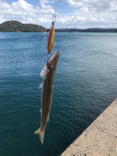 アカカマスの釣果