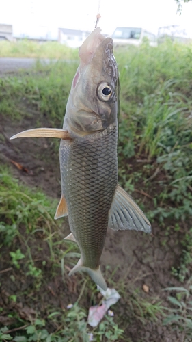 ニゴイの釣果