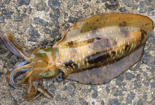 モイカの釣果