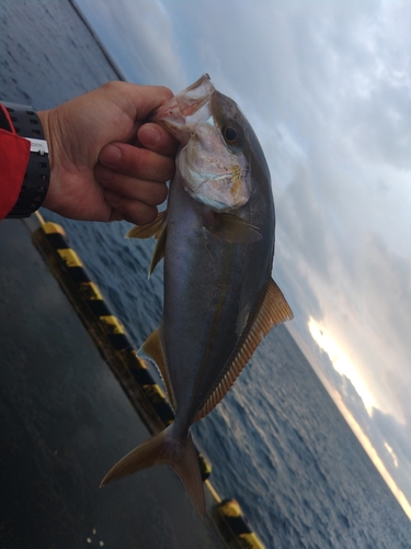 ショゴの釣果