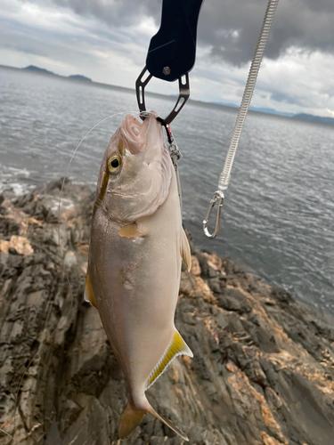 ネリゴの釣果