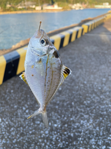 ヒイラギの釣果