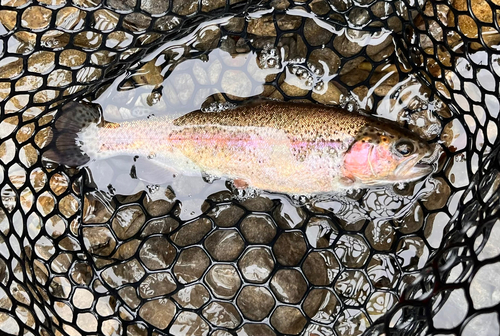 ニジマスの釣果