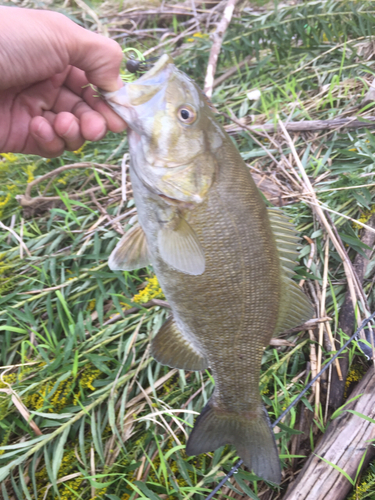 スモールマウスバスの釣果