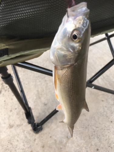 ウグイの釣果