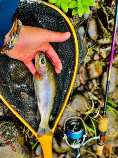 ニジマスの釣果