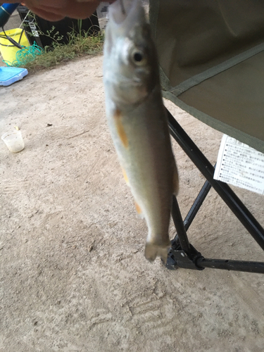 ウグイの釣果