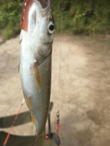 ウグイの釣果