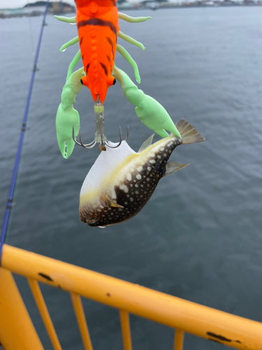 コモンフグの釣果