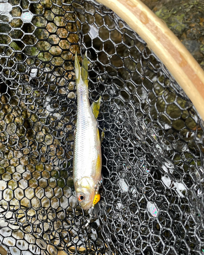 カワムツの釣果