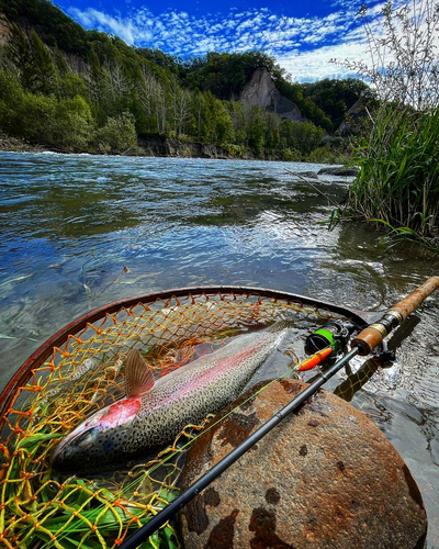 ニジマスの釣果