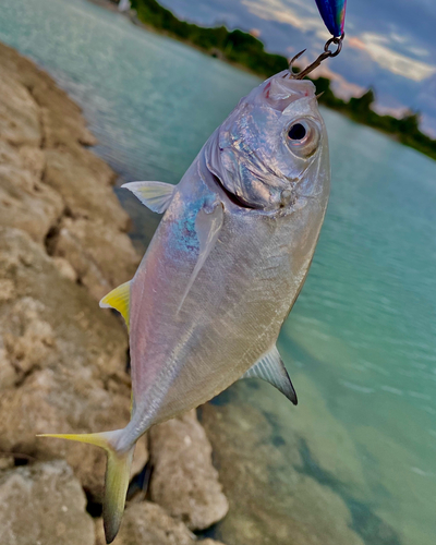 ギンガメアジの釣果