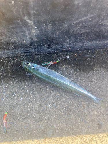 イワシの釣果