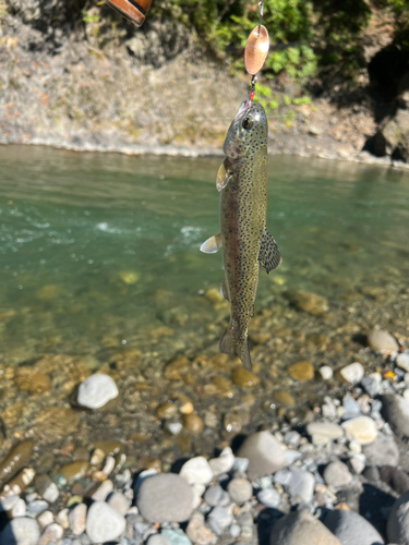 レインボートラウトの釣果