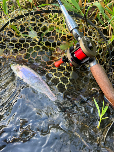 レインボートラウトの釣果