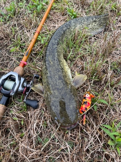 ナマズの釣果