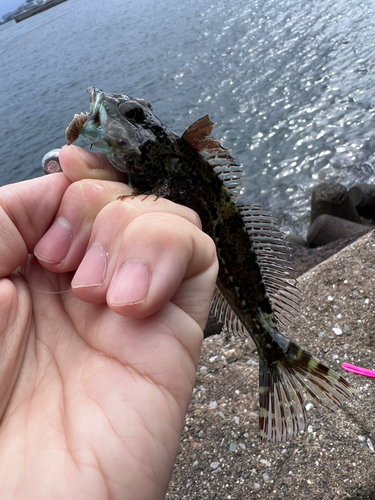 アナハゼの釣果