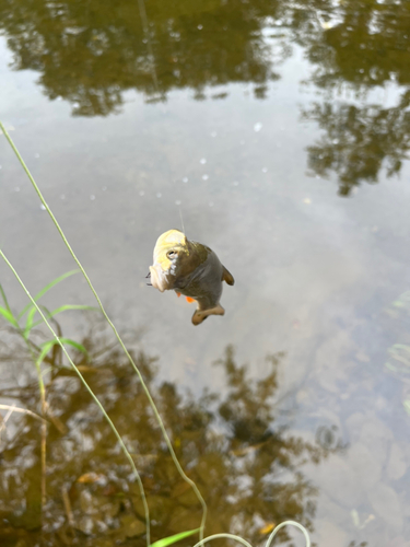 ウグイの釣果