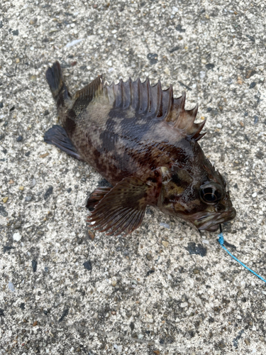 カサゴの釣果