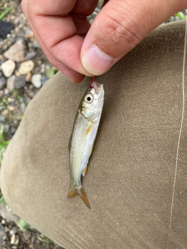 ウグイの釣果