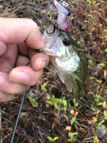 ブラックバスの釣果