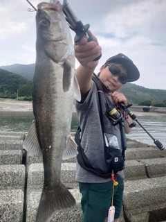 セイゴ（マルスズキ）の釣果