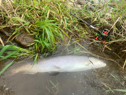 イトウの釣果