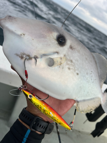 ウスバハギの釣果