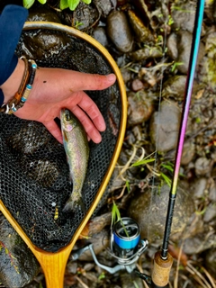 ニジマスの釣果