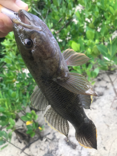 ホシマダラハゼの釣果