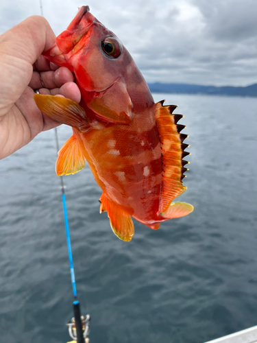 アカハタの釣果