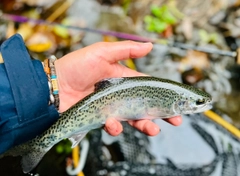 ニジマスの釣果