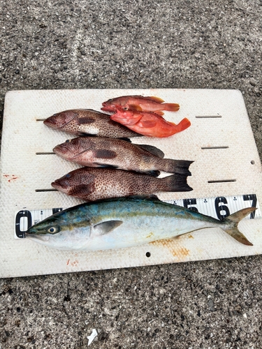 オオモンハタの釣果