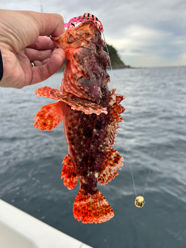 オニカサゴの釣果